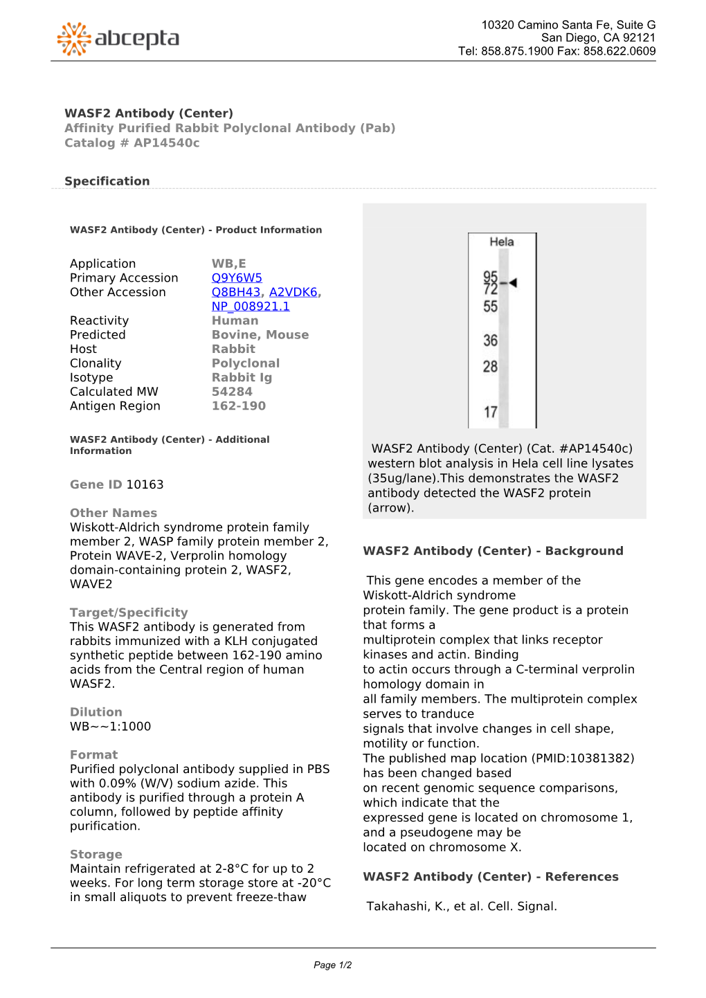 WASF2 Antibody (Center) Affinity Purified Rabbit Polyclonal Antibody (Pab) Catalog # Ap14540c