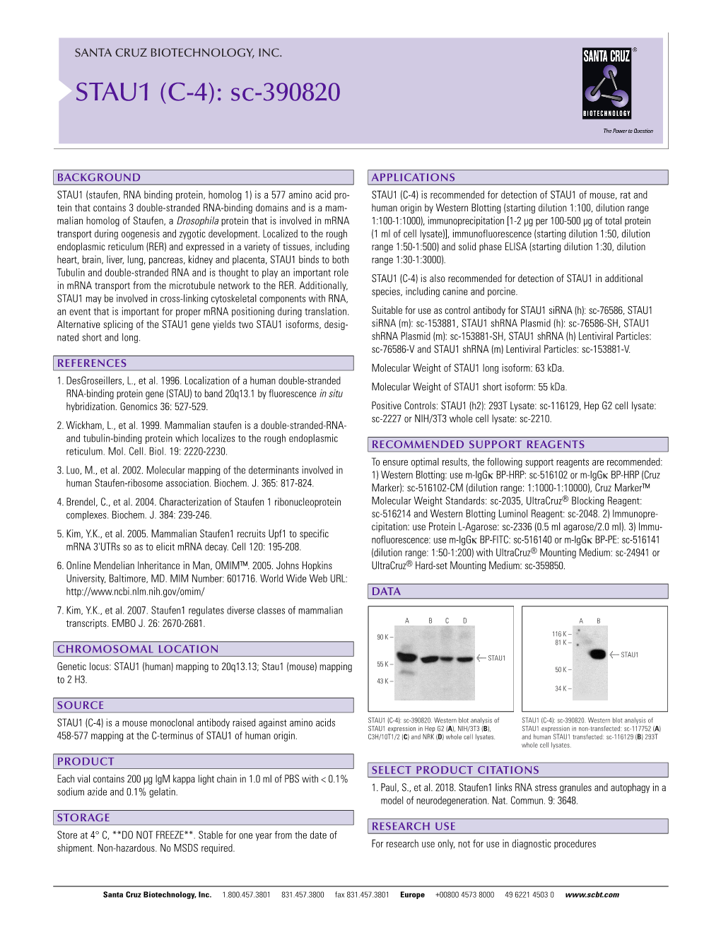 STAU1 (C-4): Sc-390820