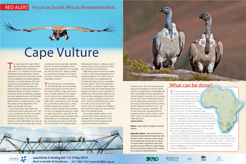 Cape Vulture