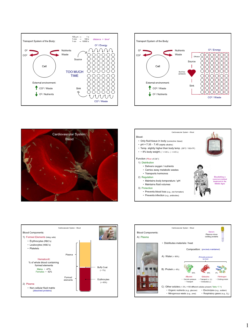 TOO MUCH TIME Cardiovascular System: Blood