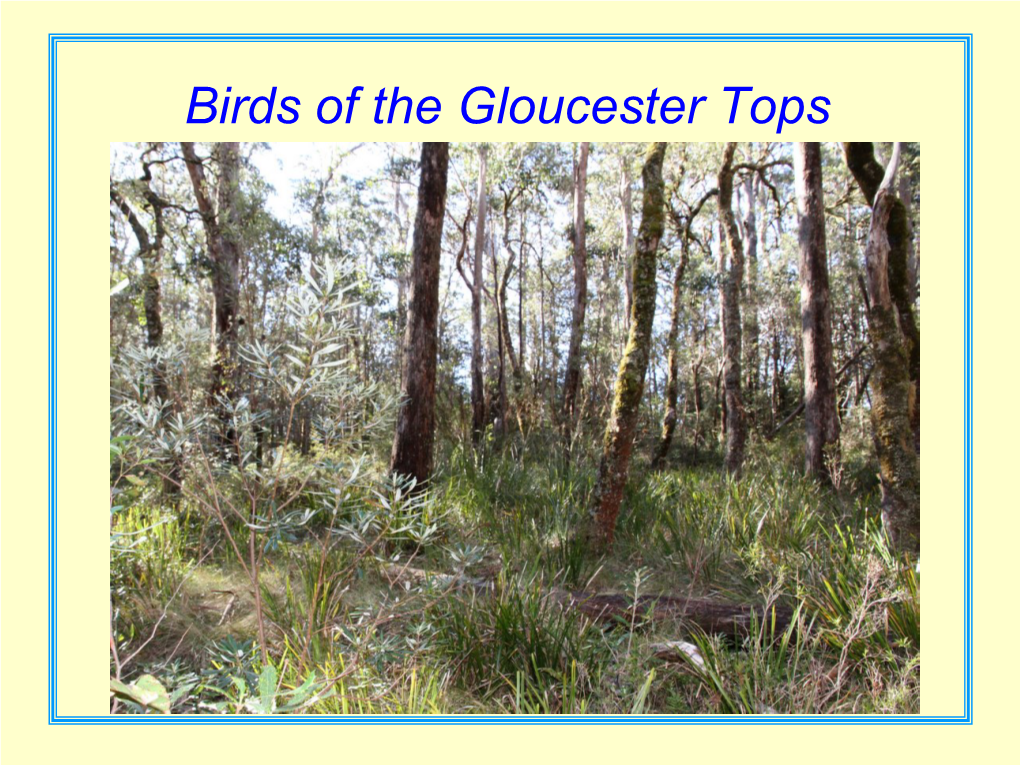 Birds of the Gloucester Tops