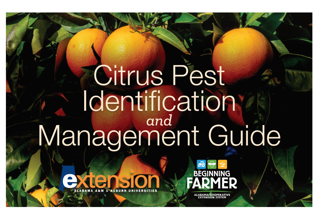 Download a PDF of Citrus Pest Identification and Management