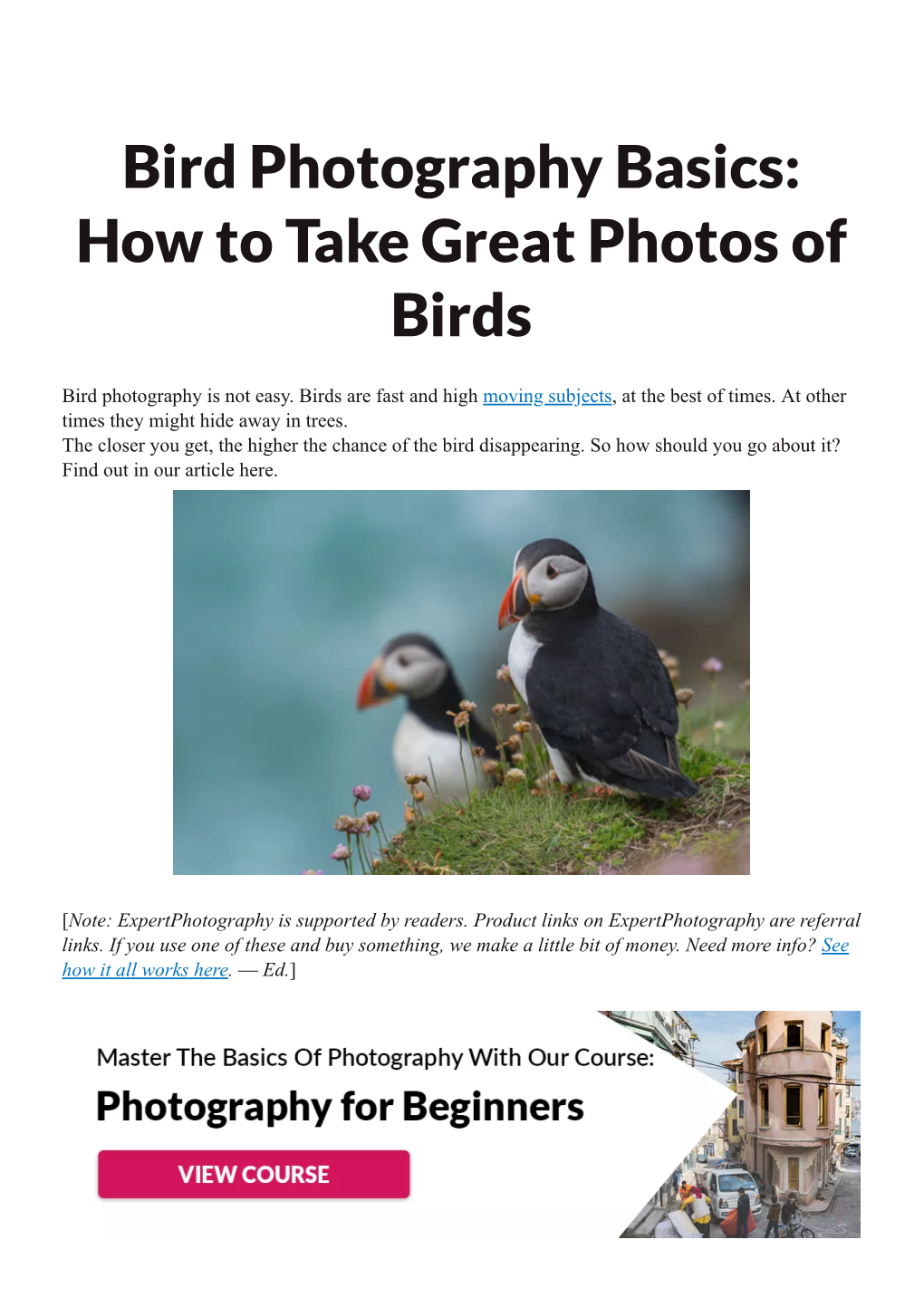 Bird Photography Basics: How to Take Great Photos of Birds