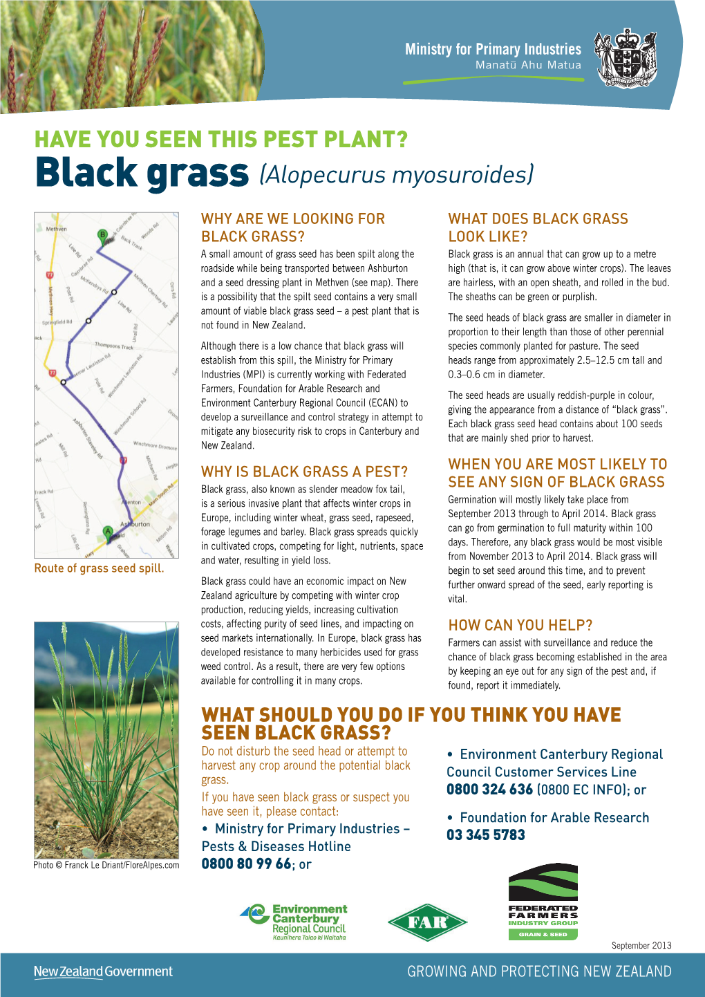 Black Grass (Alopecurus Myosuroides)