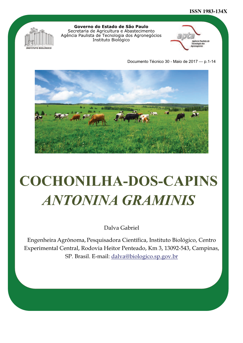 Cochonilha-Dos-Capins Antonina Graminis