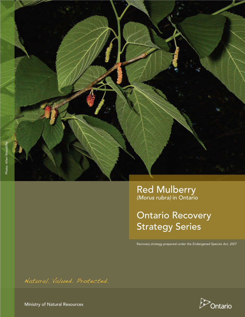 Recovery Strategy for the Red Mulberry (Morus Rubra) in Ontario