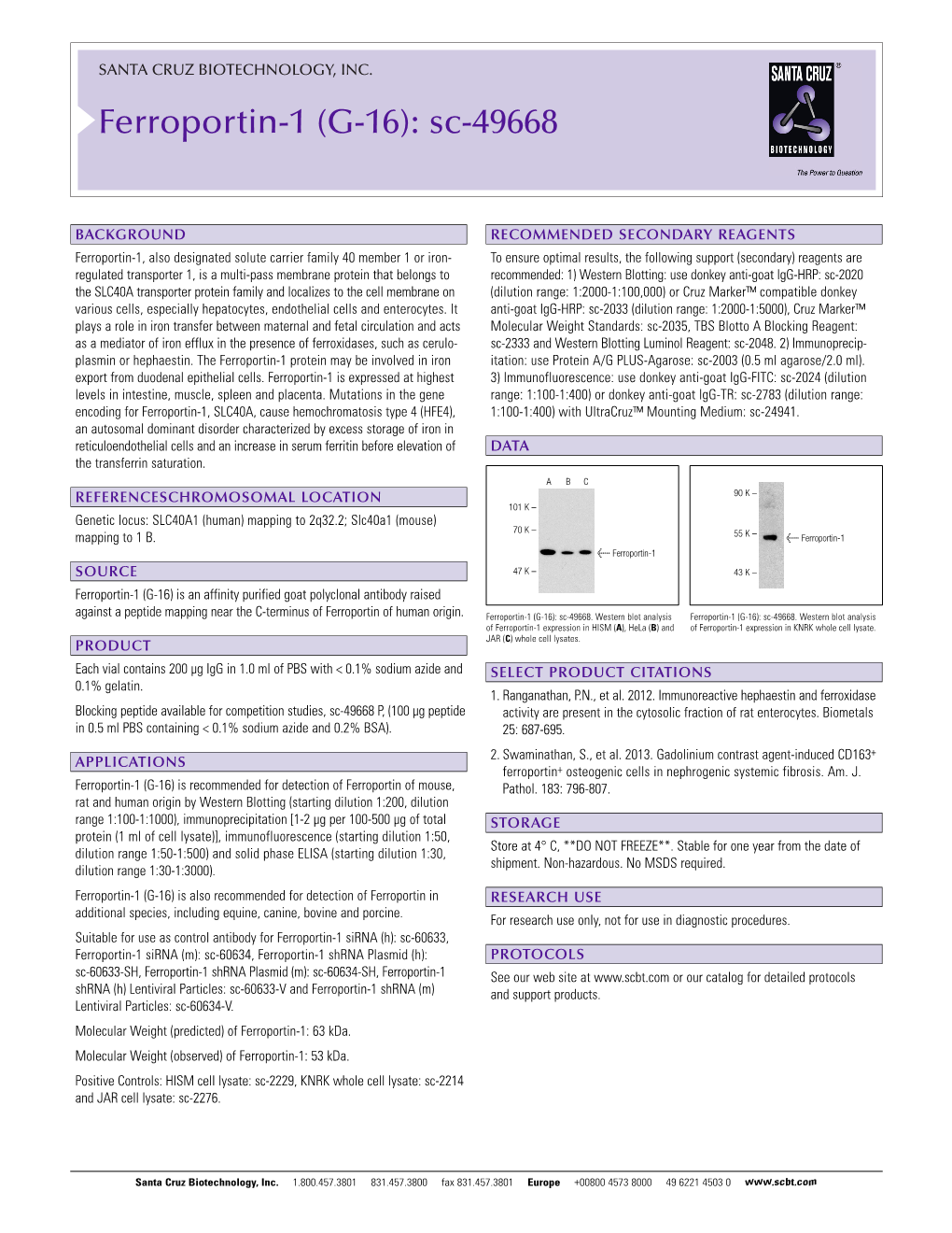 Ferroportin-1 (G-16): Sc-49668