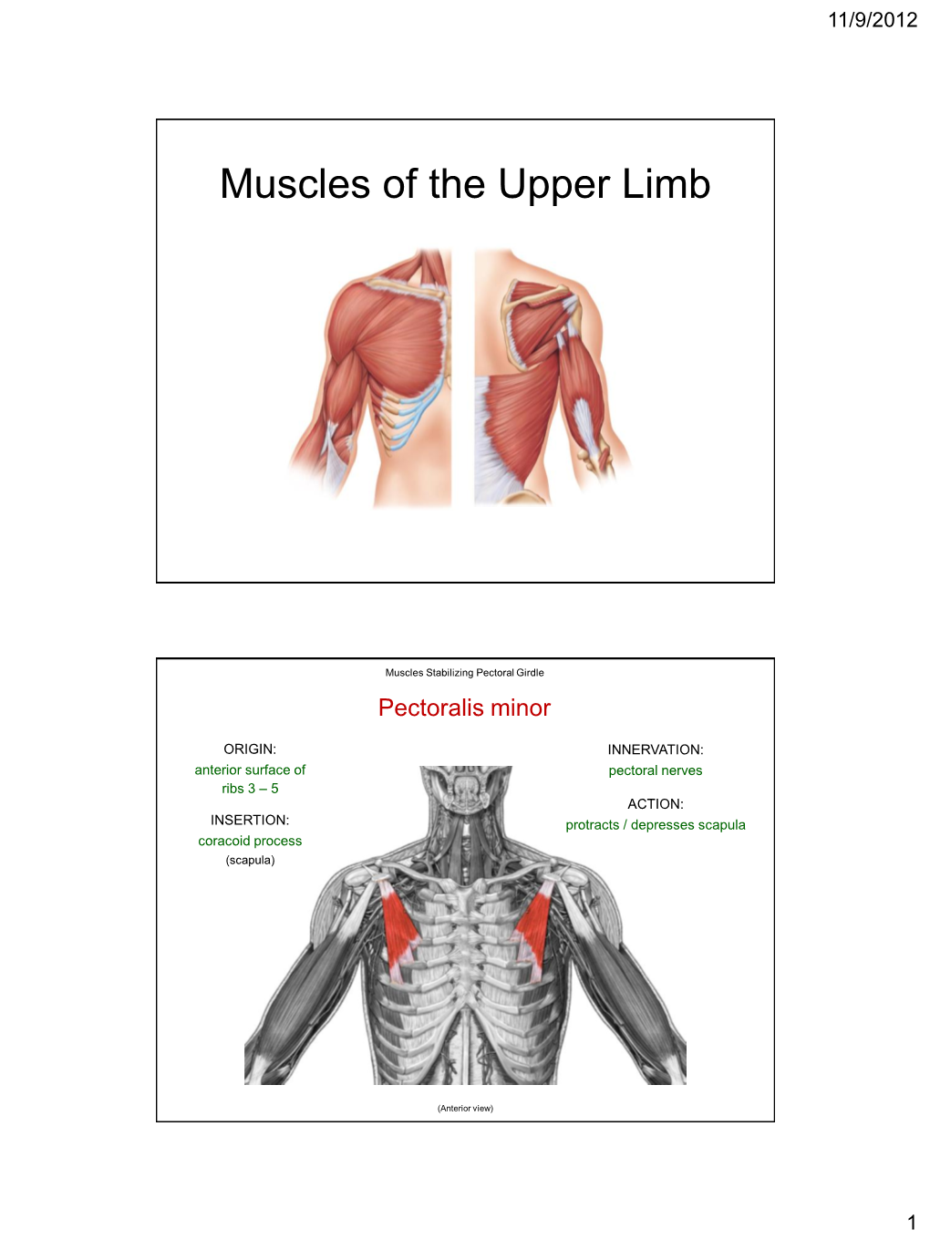 Muscles of the Upper Limb