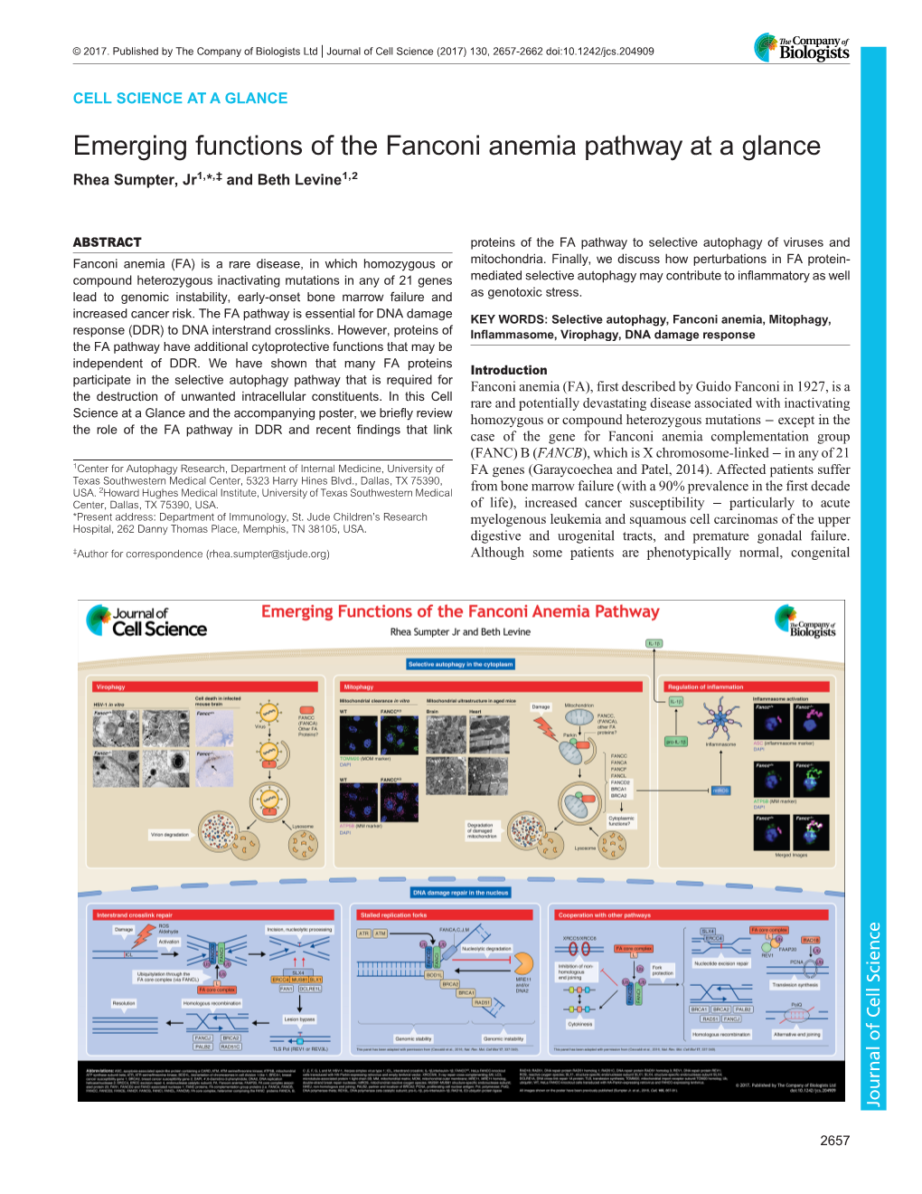 Emerging Functions of the Fanconi Anemia Pathway at a Glance Rhea Sumpter, Jr1,*,‡ and Beth Levine1,2