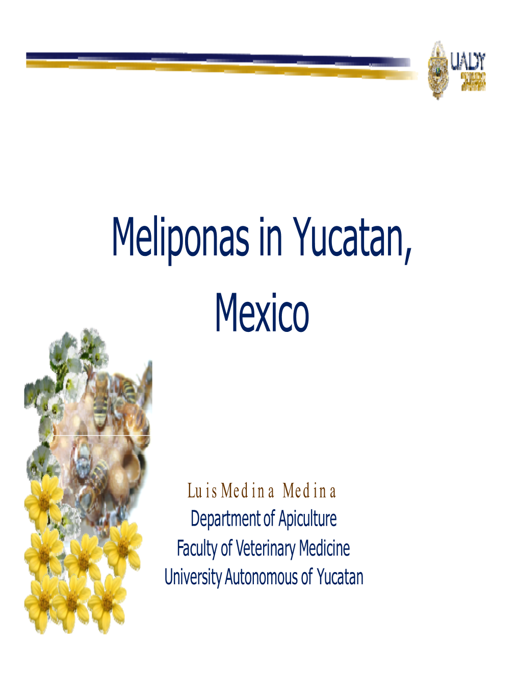 Meliponas in Yucatan, Mexico