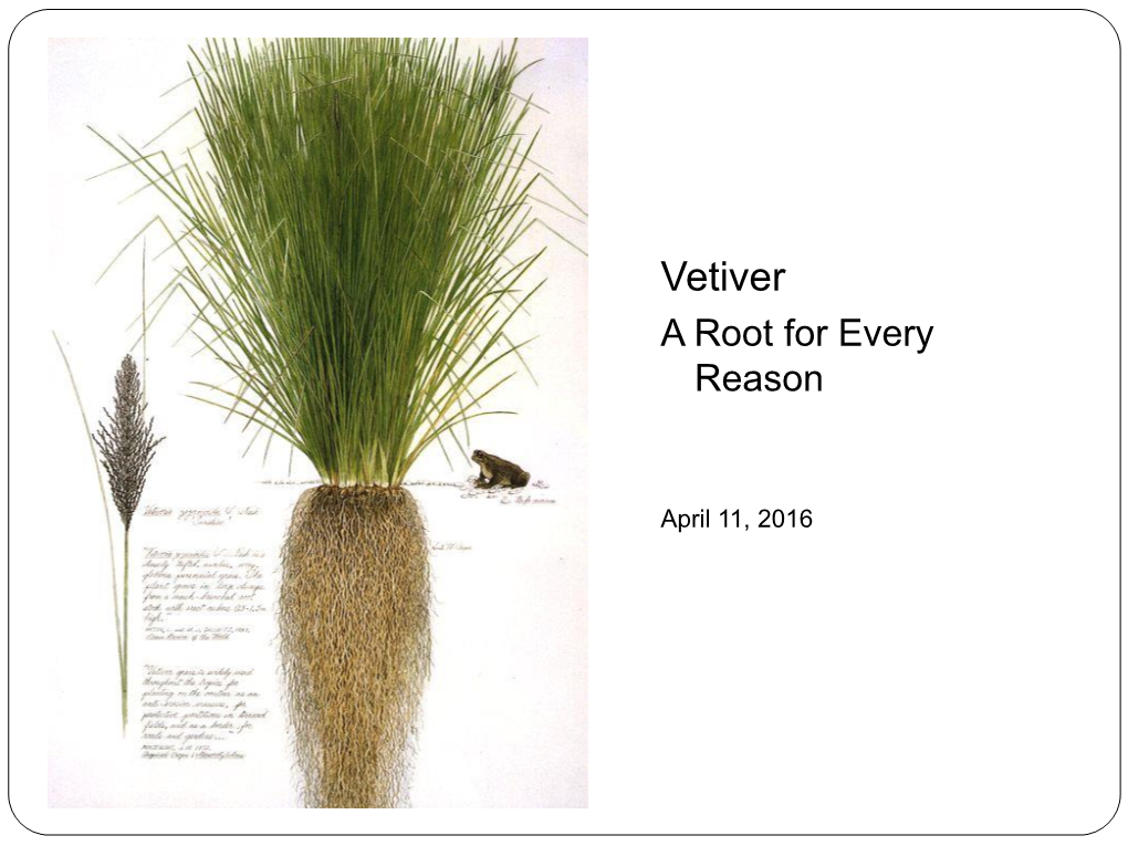 Vetiver a Root for Every Reason