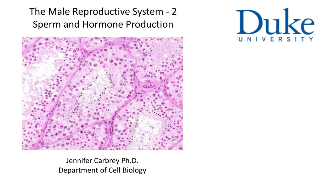 The Male Reproductive System - 2 Sperm and Hormone Production