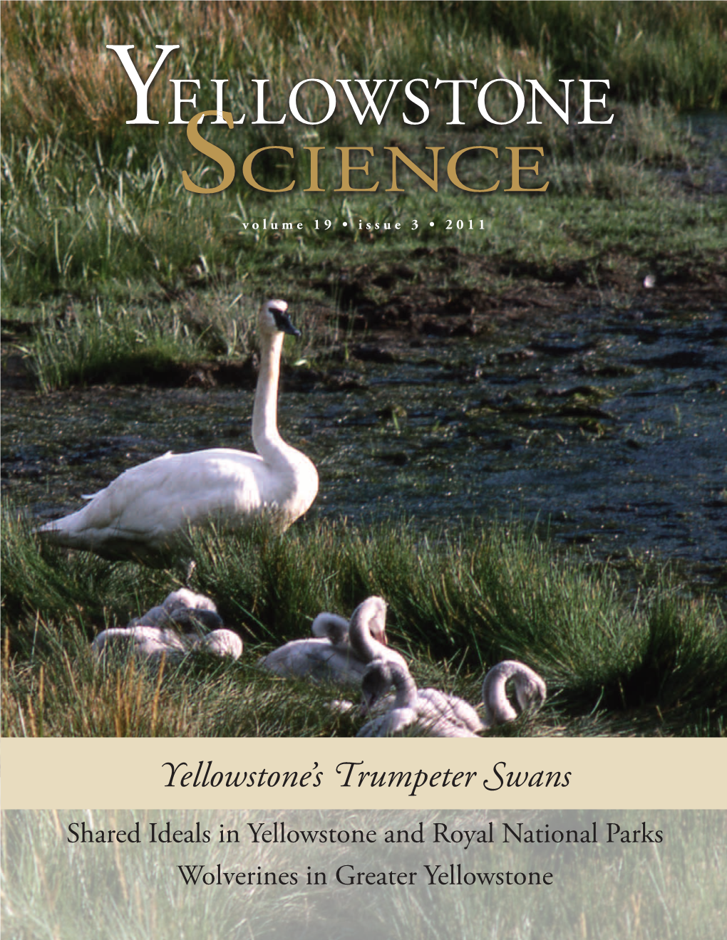 Yellowstone's Trumpeter Swans