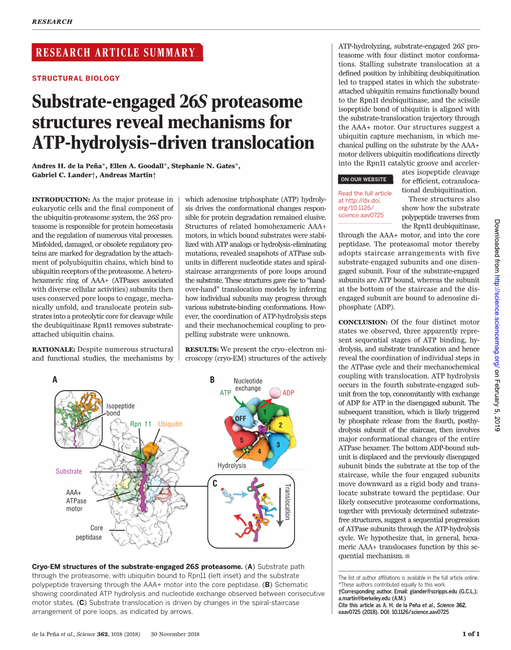 Substrate-Engaged 26S Proteasome Structures Reveal Mechanisms for ATP-Hydrolysis−Driven Translocation Andres H