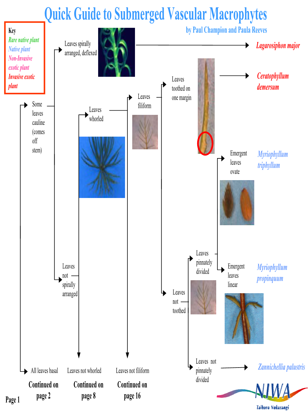 Submerged Macrophytes