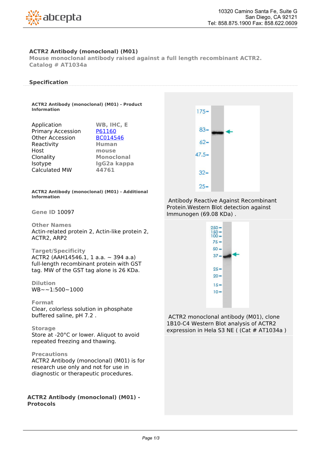 ACTR2 Antibody (Monoclonal) (M01) Mouse Monoclonal Antibody Raised Against a Full Length Recombinant ACTR2