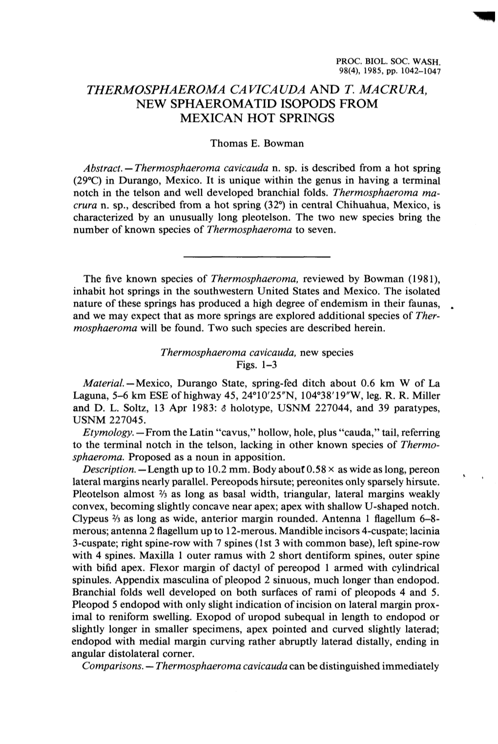 Thermosphaeroma Cavicauda and T. Macrura, New Sphaeromatid Isopods from Mexican Hot Springs