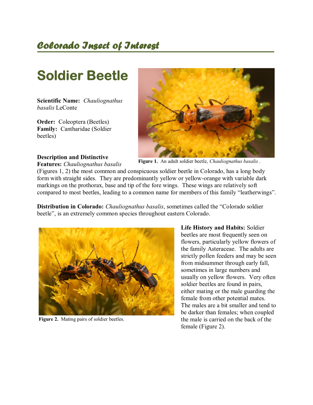 Soldier Beetles)