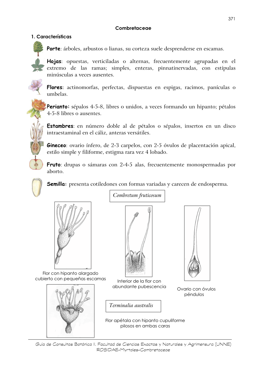 14. Combretaceae.Pdf