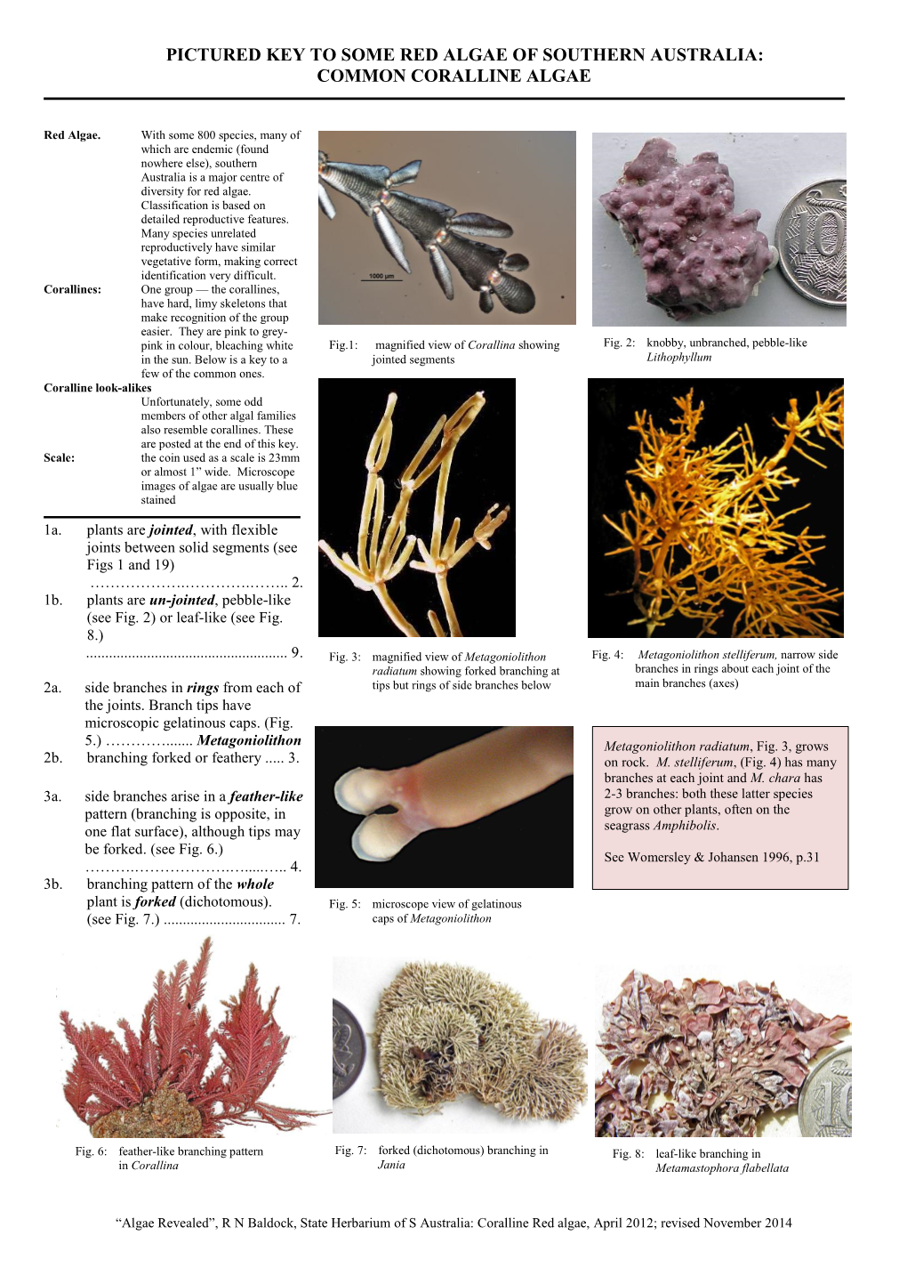 Pictured Key to Some Red Algae of Southern Australia: Common Coralline Algae