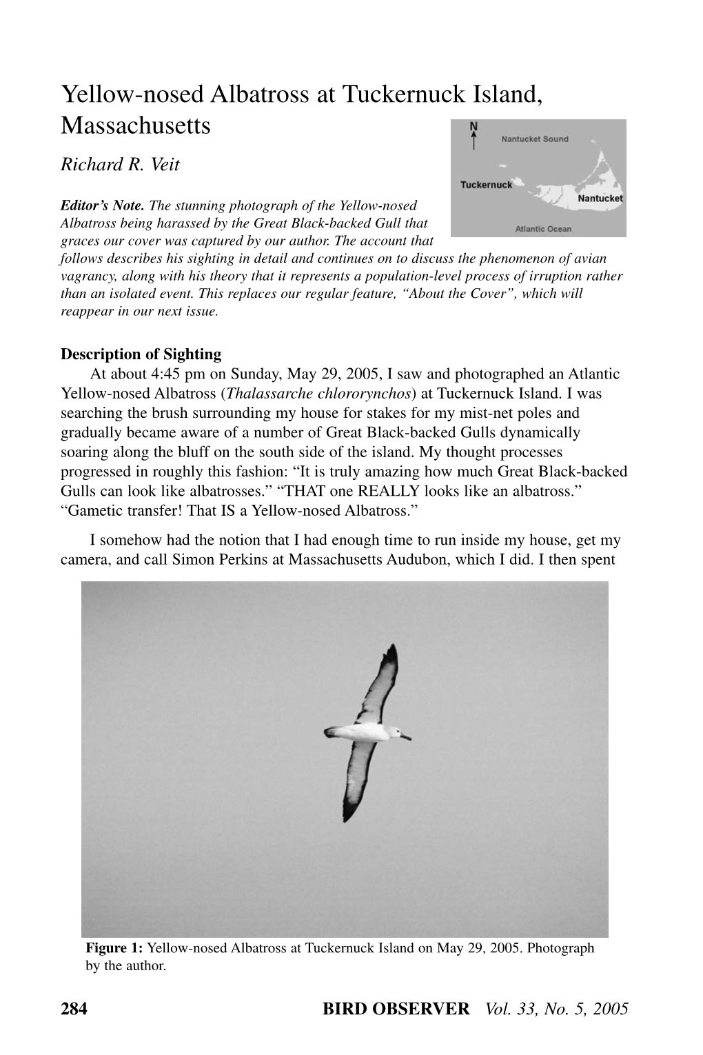 Yellow-Nosed Albatross at Tuckernuck Island, Massachusetts Richard R