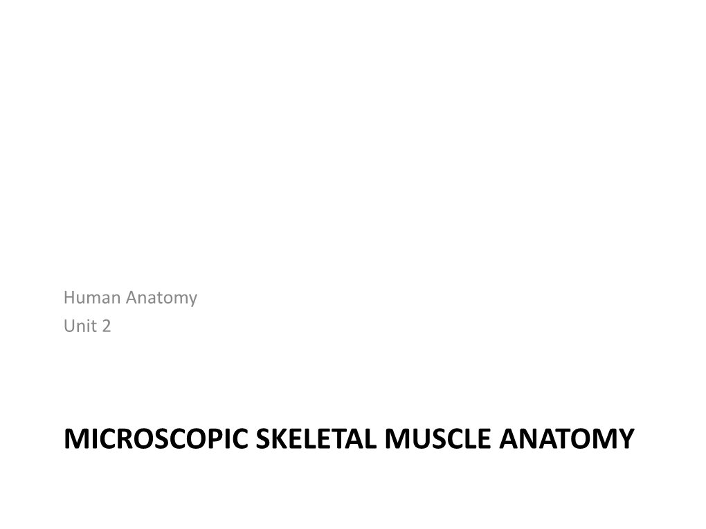 8 Anat 35 Micro Muscle