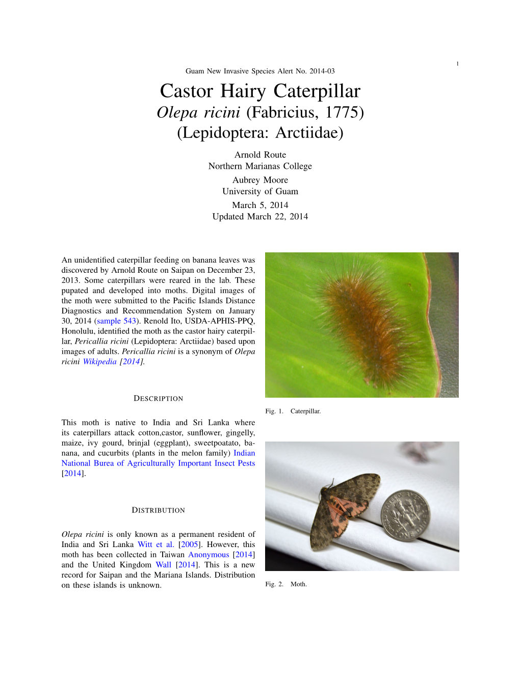 Castor Hairy Caterpillar