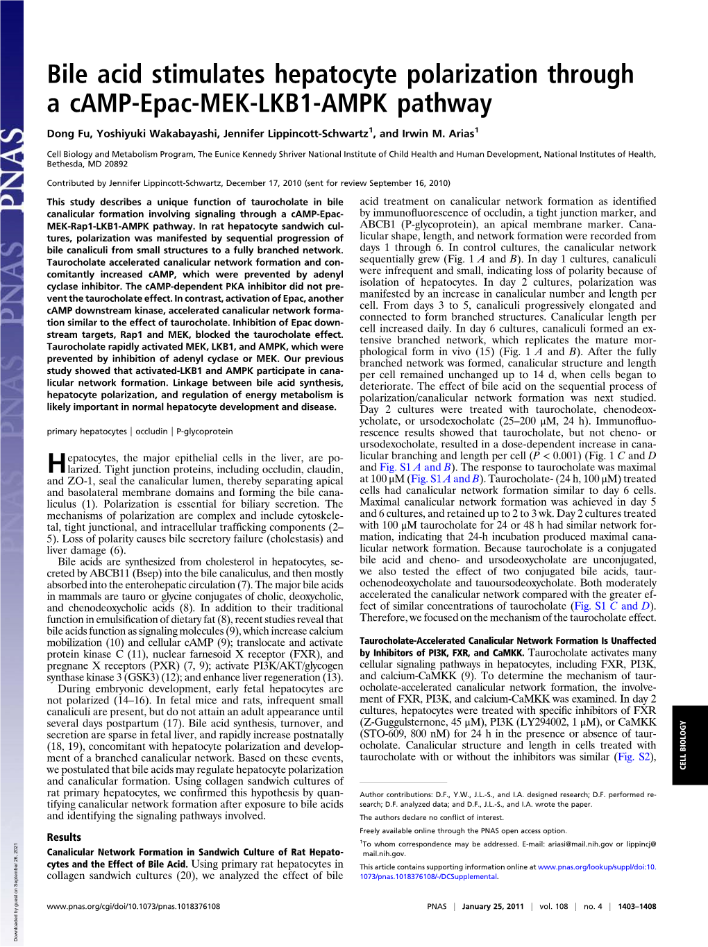 Bile Acid Stimulates Hepatocyte Polarization Through a Camp-Epac-MEK-LKB1-AMPK Pathway