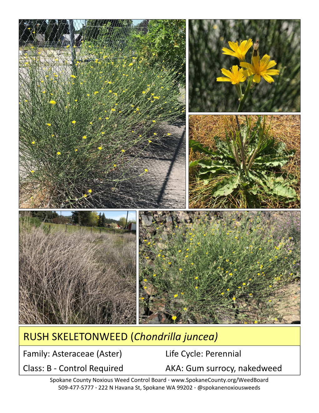 RUSH SKELETONWEED (Chondrilla Juncea)