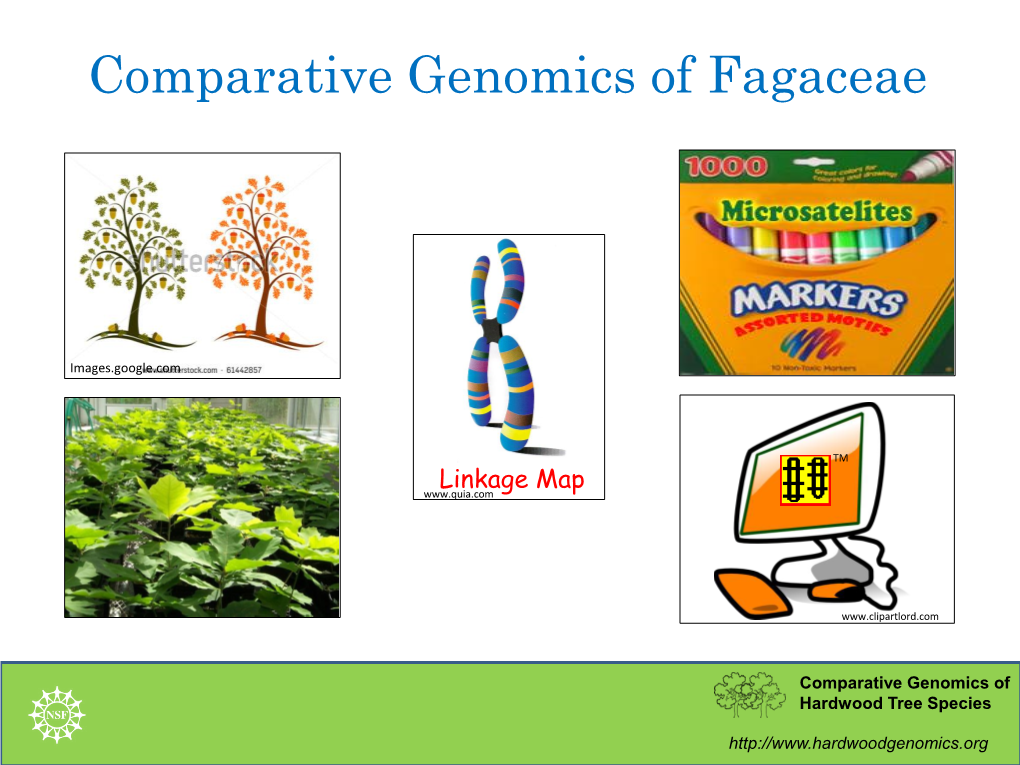 Comparative Genomics of Fagaceae