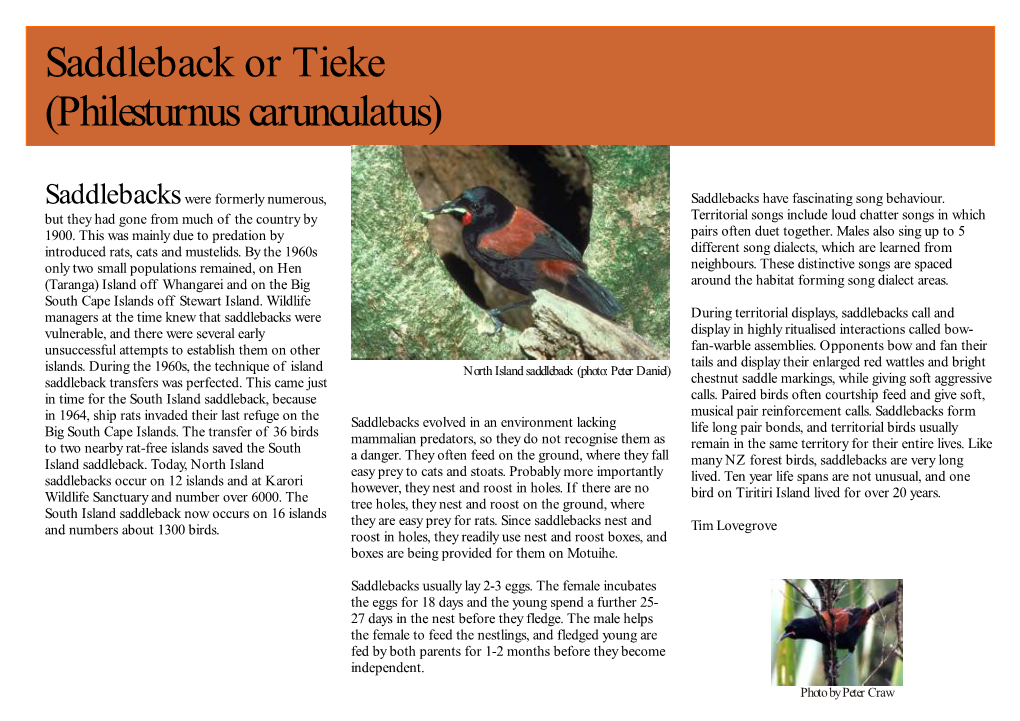 Saddleback Or Tieke (Philesturnus Carunculatus)