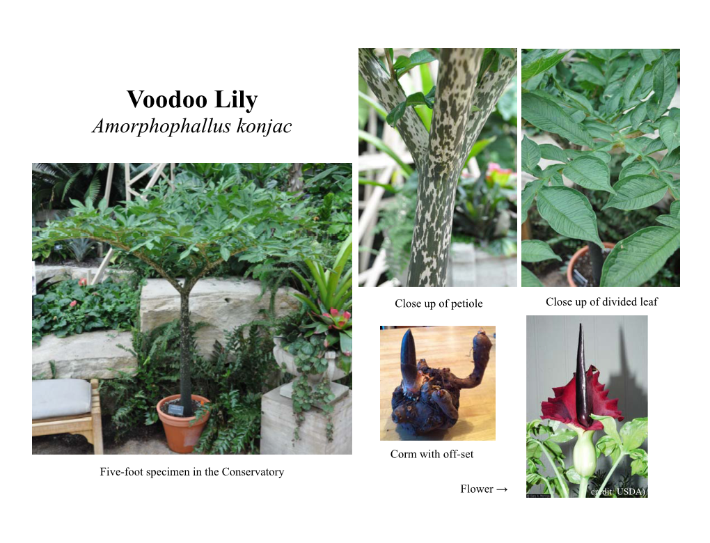 Voodoo Lily (Amorphophallus Konjac)