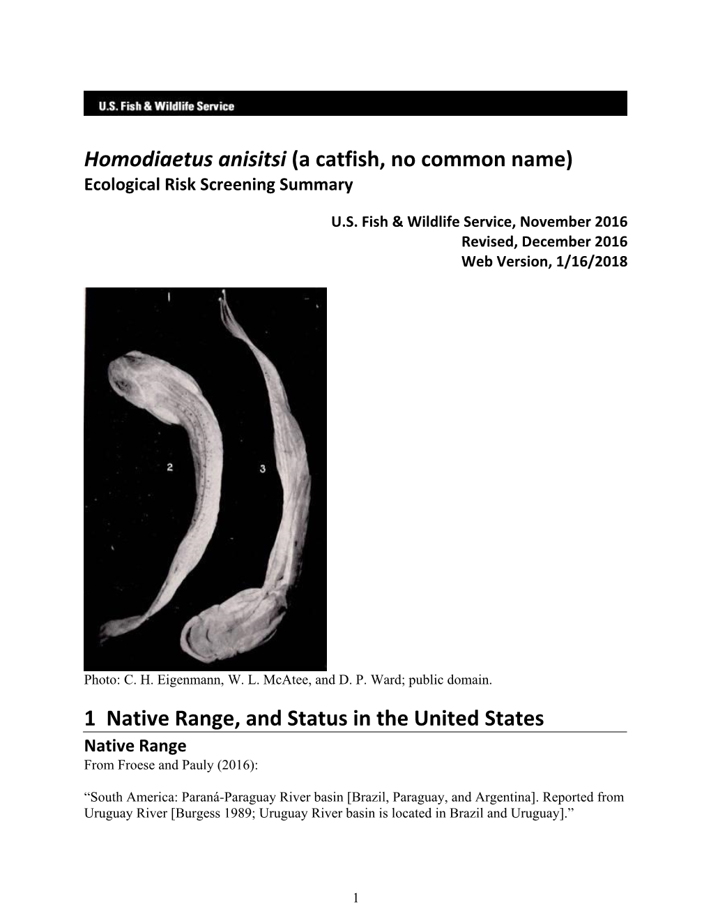 Homodiaetus Anisitsi (A Catfish, No Common Name) Ecological Risk Screening Summary