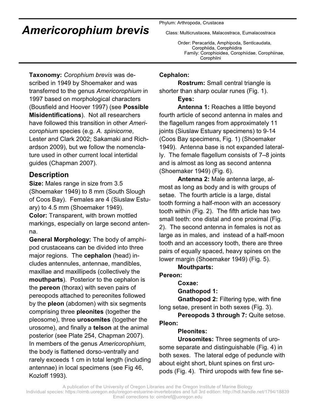 Americorophium Brevis Class: Multicrustacea, Malacostraca, Eumalacostraca