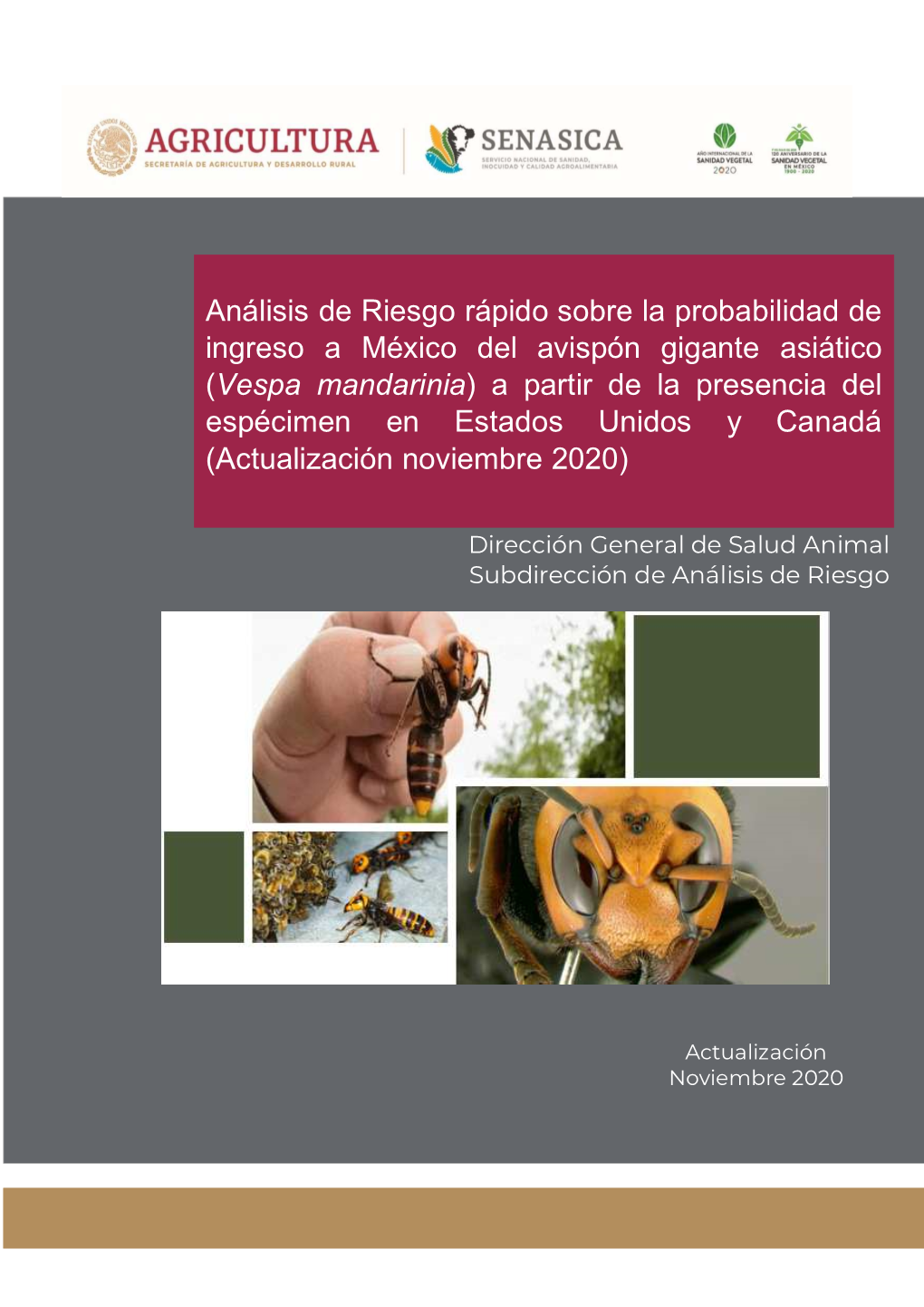 Vespa Mandarinia ) a Partir De La Presencia Del Espécimen En Estados Unidos Y Canadá (Actualización Noviembre 2020)