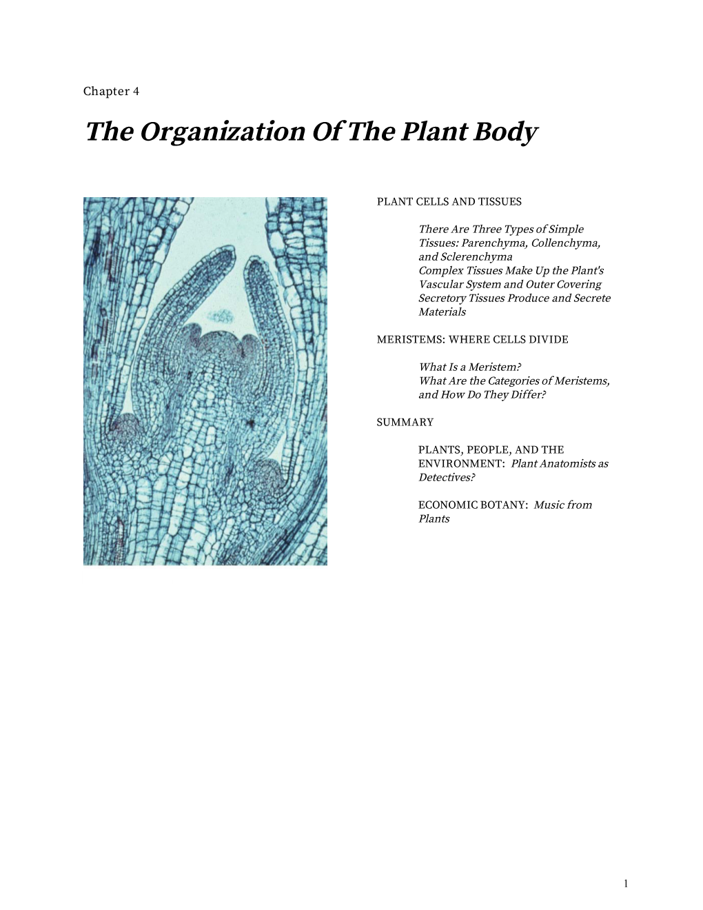 Chapter 4: the Organization of the Plant Body