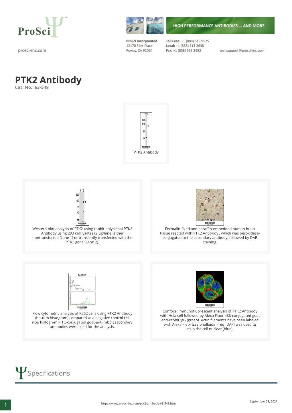 PTK2 Antibody Cat