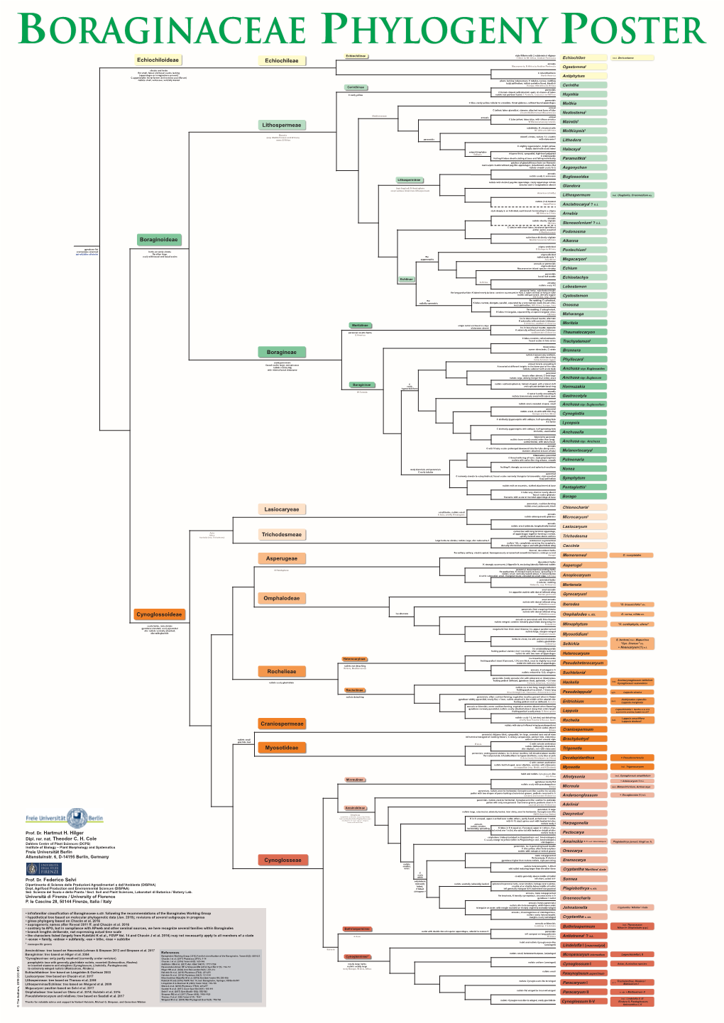 Cynoglossoideae Boraginoideae Echiochiloideae Boragineae Lithospermeae Echiochileae Lasiocaryeae Trichodesmeae Asperugeae Omphal
