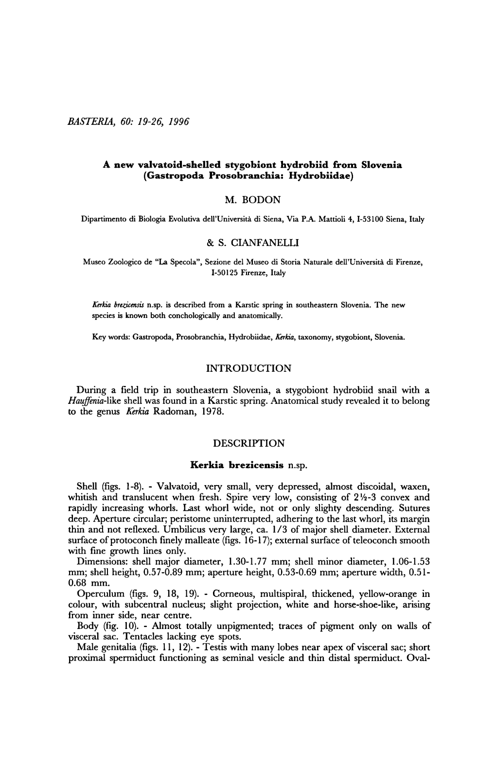 BASTERIA, 19-26, Stygobiont Hydrobiid