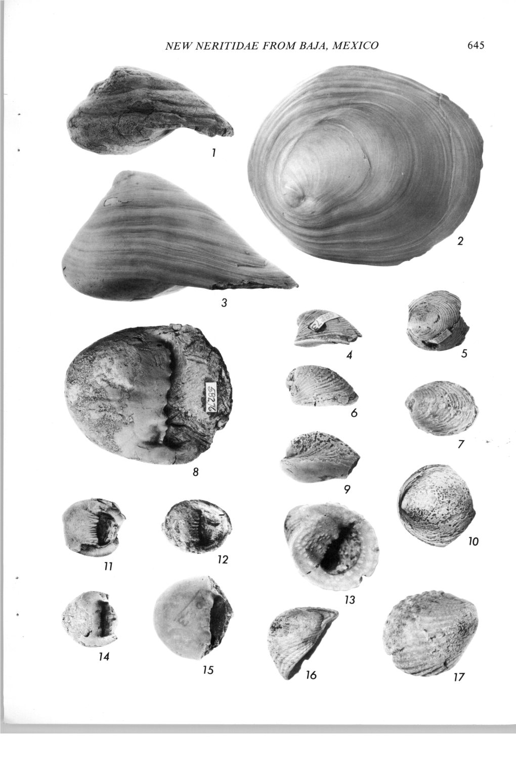 Ne W Neritidae from Baja, Mexico 645 646 Alan J