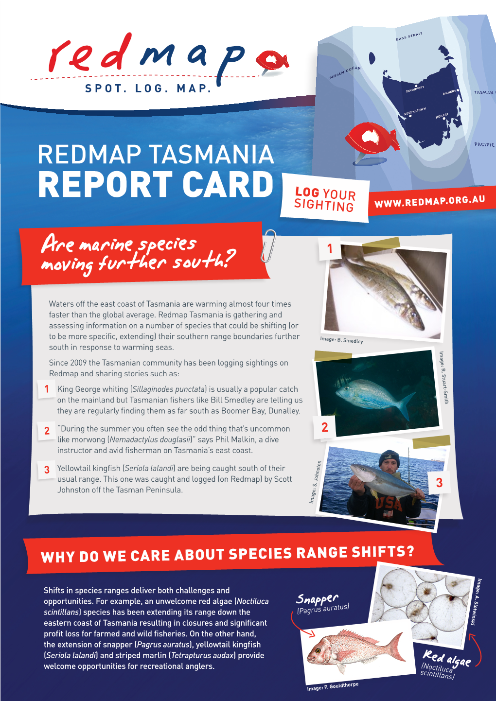 Redmap Tasmania Report Card