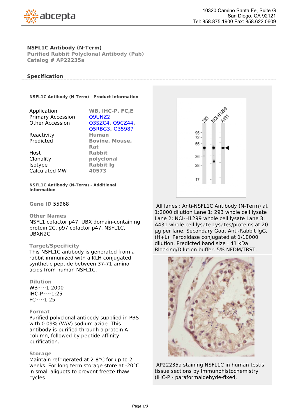 NSFL1C Antibody (N-Term) Purified Rabbit Polyclonal Antibody (Pab) Catalog # Ap22235a