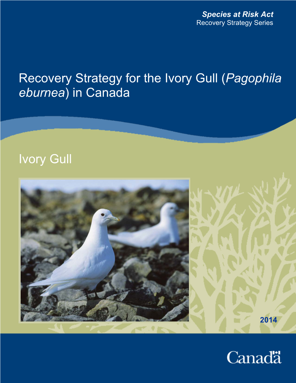 Ivory Gull (Pagophila Eburnea) in Canada
