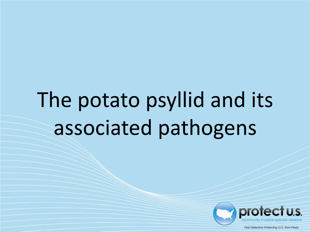 Potato Psyllids and Their Associated Pathogens