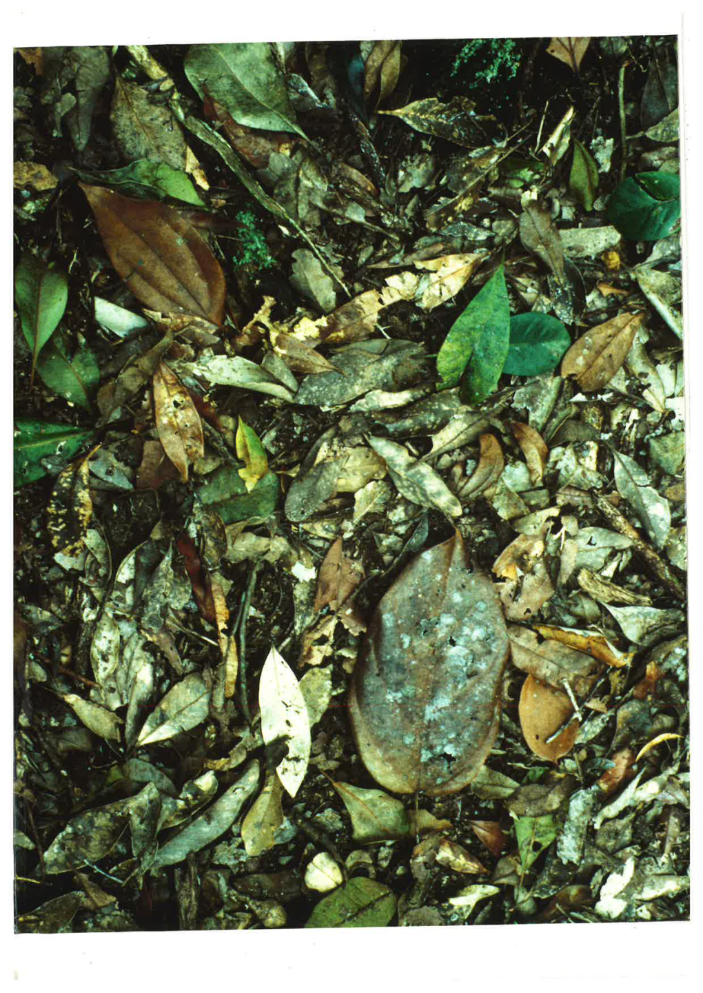 The Foliar Physiognomic Analysis and Taphonomy of Leaf Beds Derived from Modern Australian Rainforest