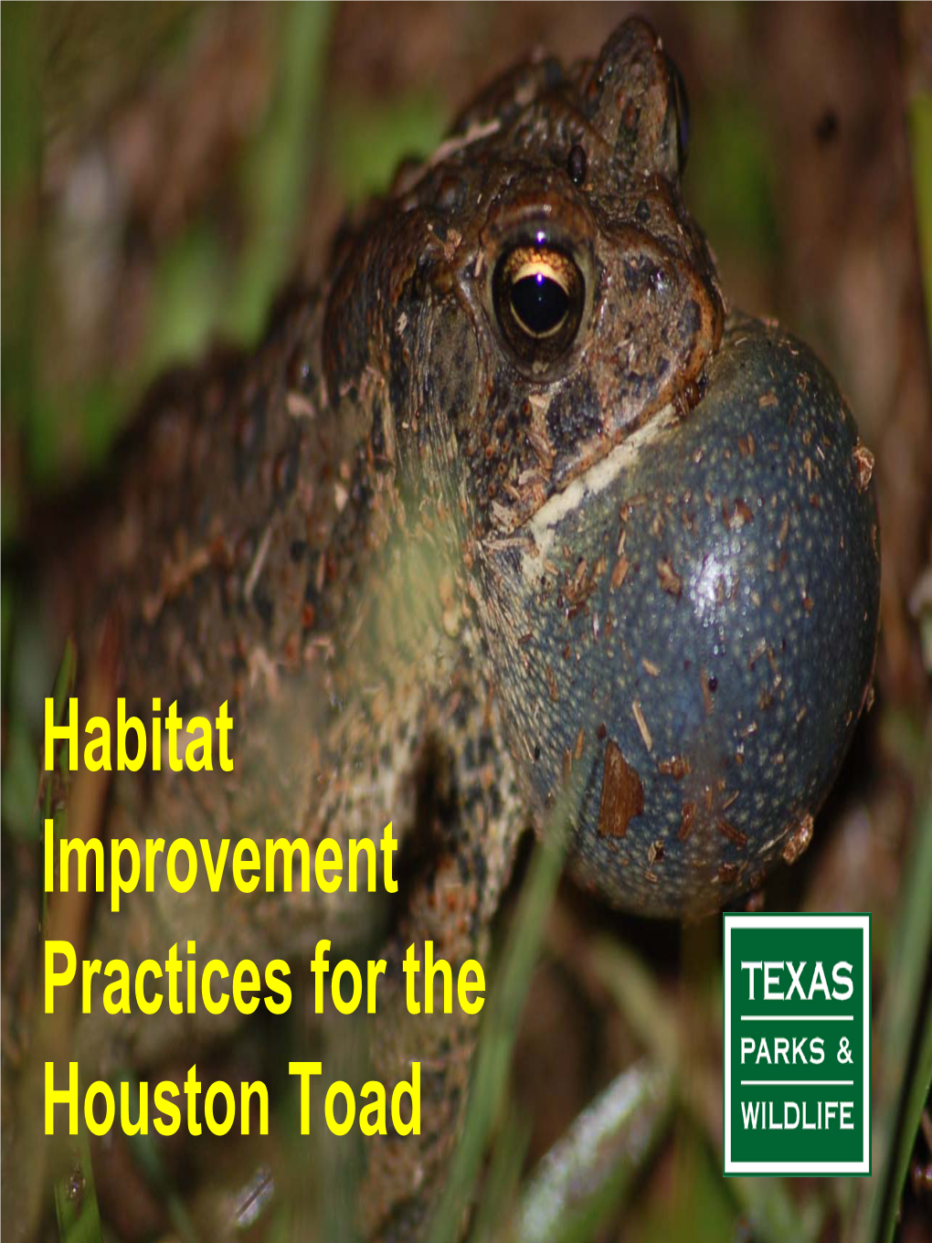 Habitat Improvement Practices for the Houston Toad the Lost Pines Covers an Estimated Area of About 124,000 Acres, of Which Most Is in Bastrop County