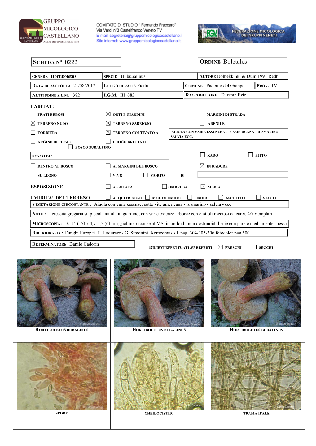 Hortiboletus Bubalinus Hortiboletus Bubalinus Hortiboletus Bubalinus