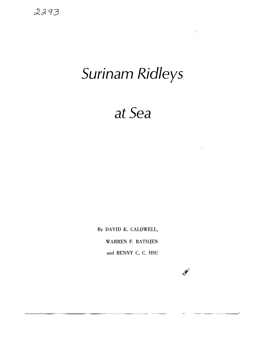 Surinam Ridleys At