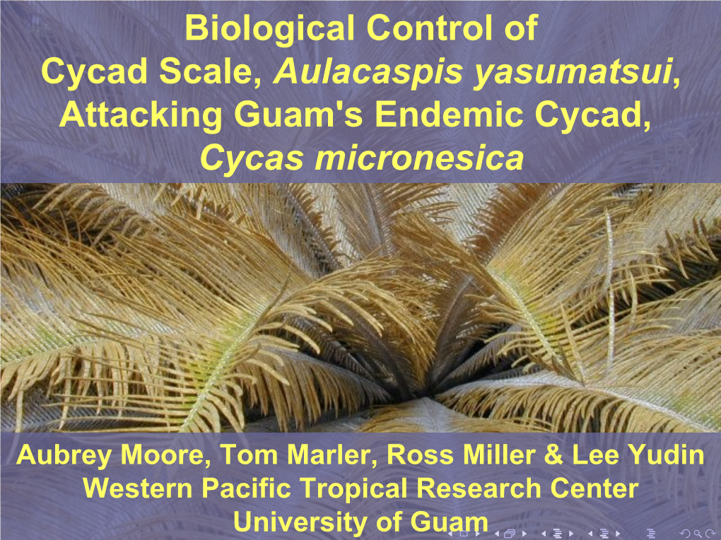Biological Control of Cycad Scale, Aulacaspis Yasumatsui, Attacking Guam's Endemic Cycad, Cycas Micronesica