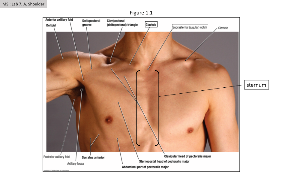 Figure 1.1 Sternum